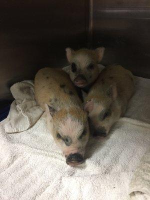 Three little piggies.