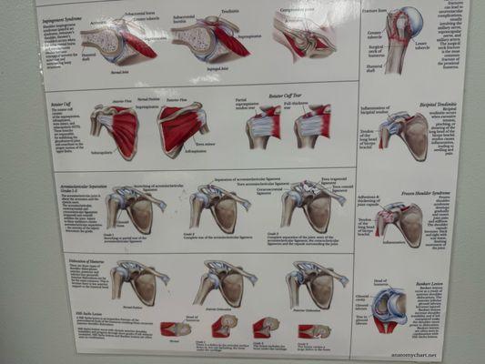 Shoulder chart