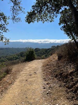 Pulgas Ridge trail San Mateo CO.