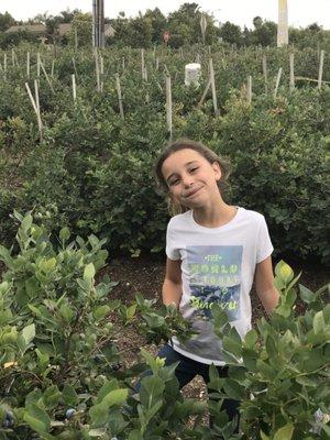 We had fun picking our own blueberries.