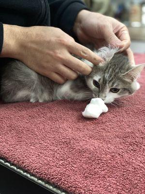 After the surgery he helps clean kitty's ears!