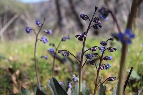 Wildflowers on early Spring hike