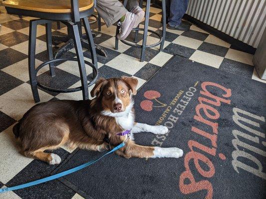 Love Wild Cherries being dog friendly. Little Burton loves going there to get his morning cup of java to keep him energized all day!