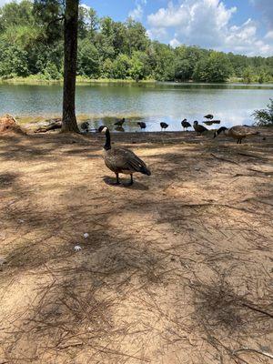 Surprisingly friendly geese at the lake by the church.