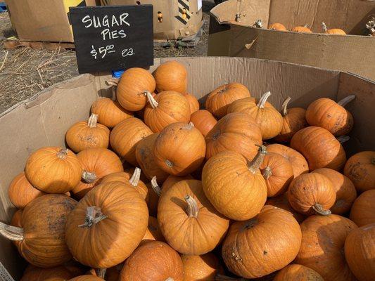 Sugar Pie Pumpkins - ideal for cooking and baking