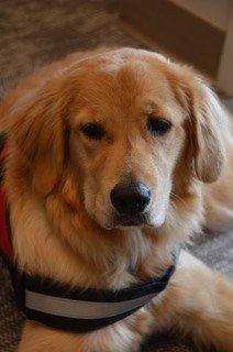 Meet our comfort dog Lemonade in our office.