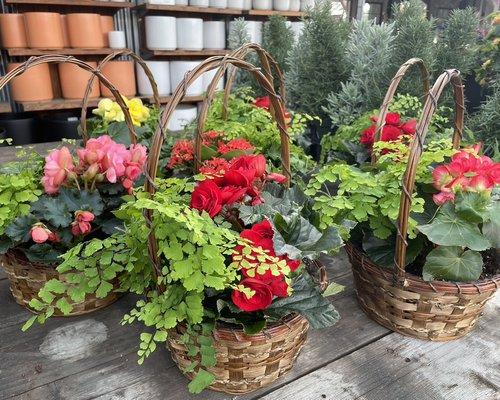 Holiday gift basket of assorted plants - planted together