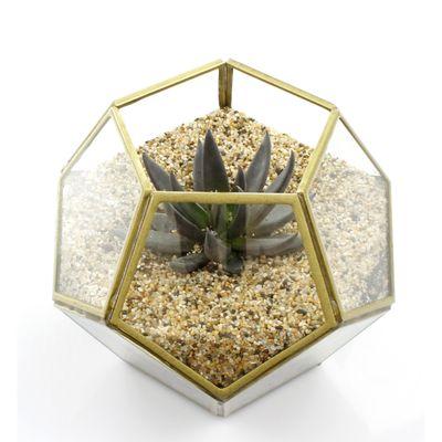 Clear Glass Dodecahedron Terrarium with Gold Trim