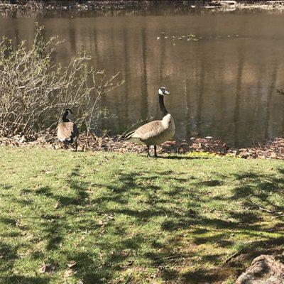 Happy Geese