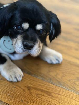 Cute collar thanks petsmart!