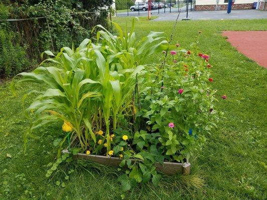 Our vegetable and flower garden