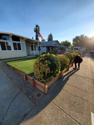 Front yard artificial turf