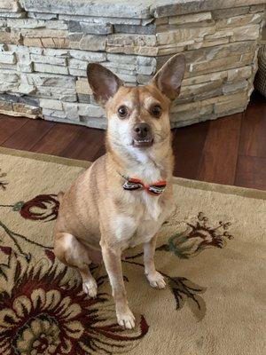 Sam after his bath and with his fancy bowtie they gave him. He is always so proud after his appointment every month.