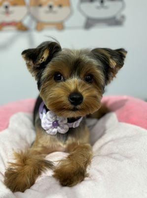 Yorkshire terrier 'teddy'