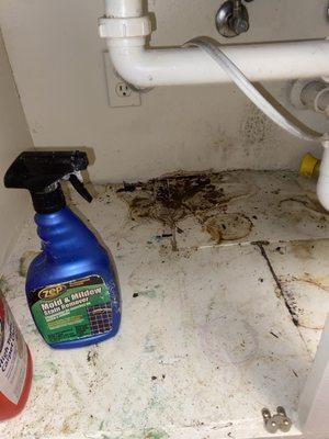 This is extreme mold under my kitchen sink with holes being covered by plaster