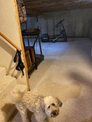 Amcho Carpet Cleaning