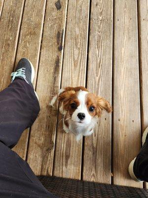 SaLang - our Cavalier King Spaniel therapy dog