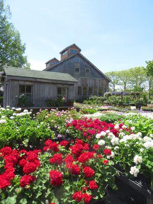 Garden Shop in June