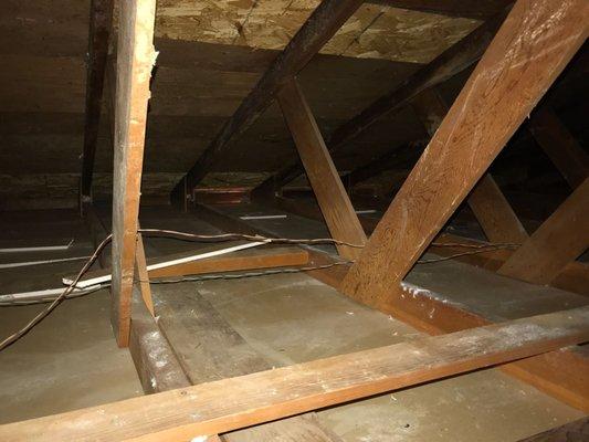 Attic After Cleaning