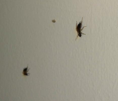 Roaches on Our Walls!!!!!!!!!!!