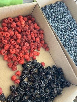 Huge haul of blackberries, raspberries and blueberries.