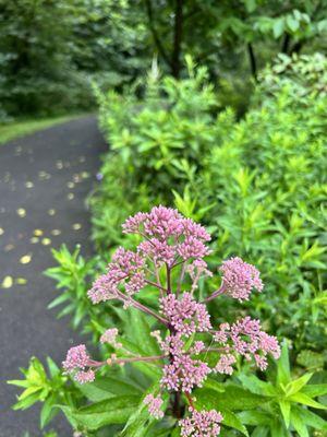 Green Spring Gardens