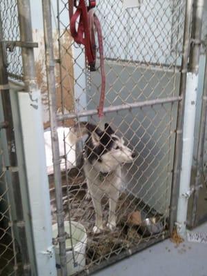 Bear in Single Dog Pen