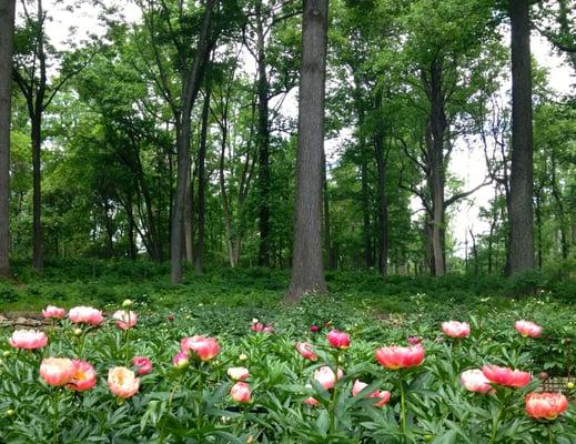 Peonies everywhere!