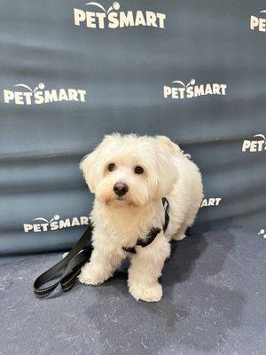 Teddy (9 mo old Coton de Tulear)