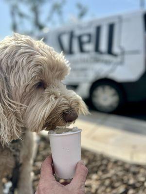 Boone chooses Stell's Pup Cups over anyone else's... Paws Down!!!