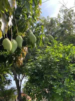 Homegrown mango