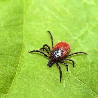 Tick on a leaf