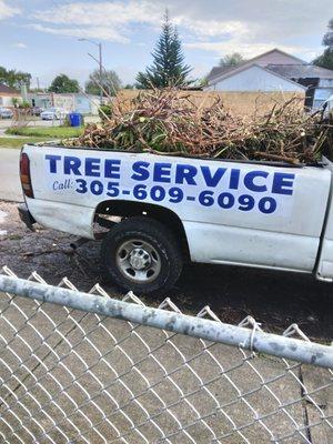 Tree service