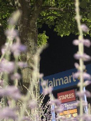 Pretty purple lavender plantings as you enter Walmart on Main Street in Norwalk Parking lot.