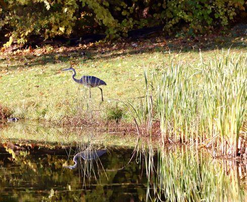 Great Blue Heron