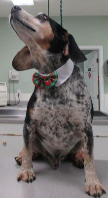 Bagel in a bow tie