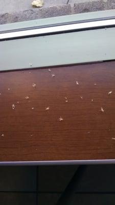 Dead bugs all along the window sill