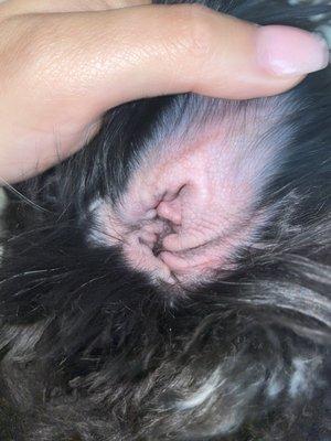 Red and crusty scales on the outer part of his ear. You can't see the bloody scabs where he's been scratching.