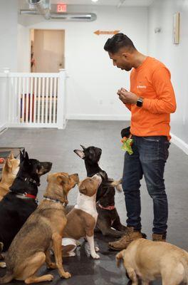 Teaching manners while at doggy daycare