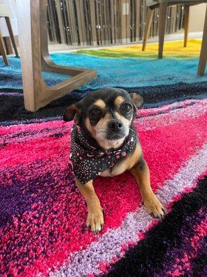 Her little bandanna at pick up always makes us so happy