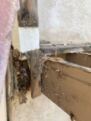 Balcony dryrot and termite damage