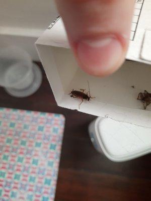 If you want to rent a JDW property, I hope you enjoy the company of cockroaches