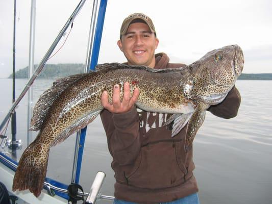 Lingcod