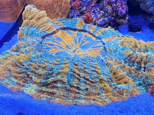 Acanthophyllia coral for sale