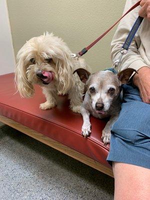 Our two dogs, Jack and Tina were the patients and they both liked their experience at Mohnacky Animal Hospital.