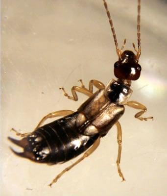 Earwig Removal