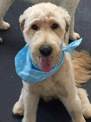 Who doesn't love a freshly groomed doodle??