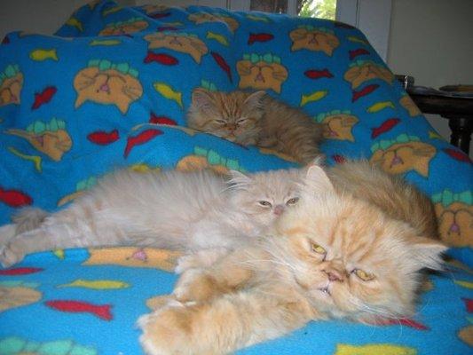 Love my Persian kittens, Corby, Fay and mama Joy, adopted from Helping Persian Cats!