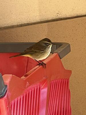 I think I saw a palm warbler outside on a cart!