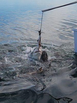 Shark feeding